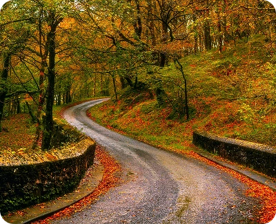 Autumn uphill road in woods